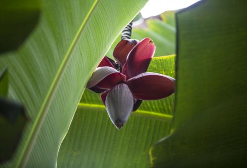 Banana inflorescence